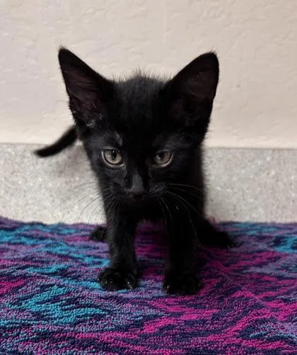 A young small-sized male Domestic Short Hair cat named Jett for adoption in Phoenix, AZ