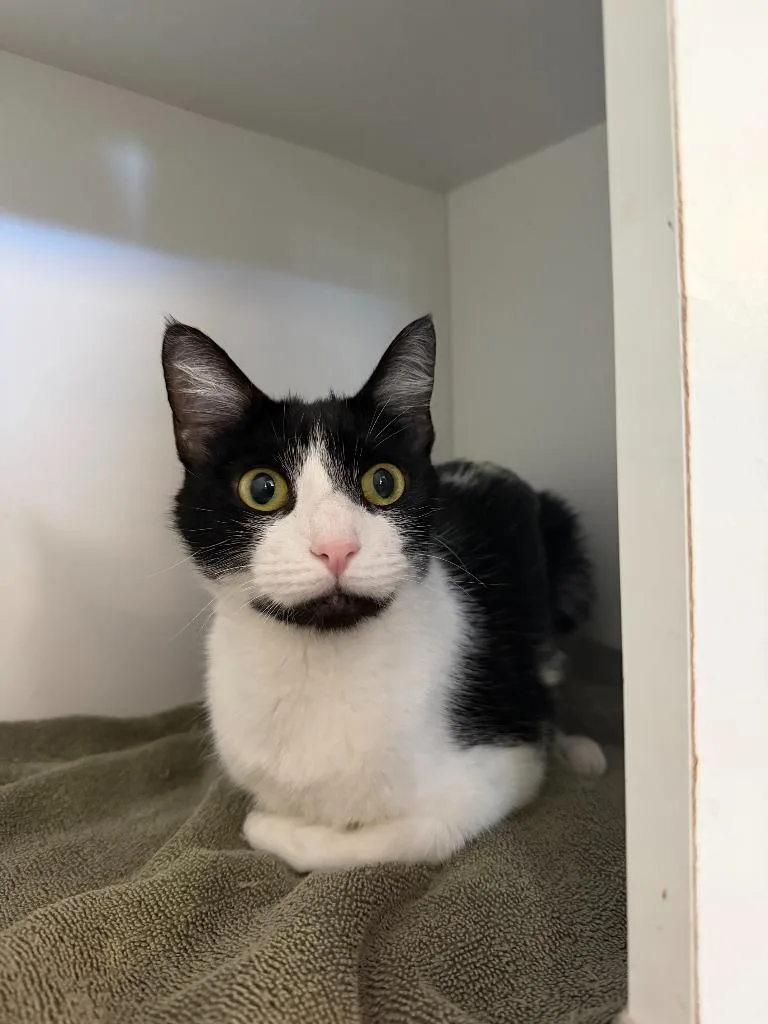 A baby small-sized female Domestic Short Hair cat named Suki for adoption in Hyde Park, NY