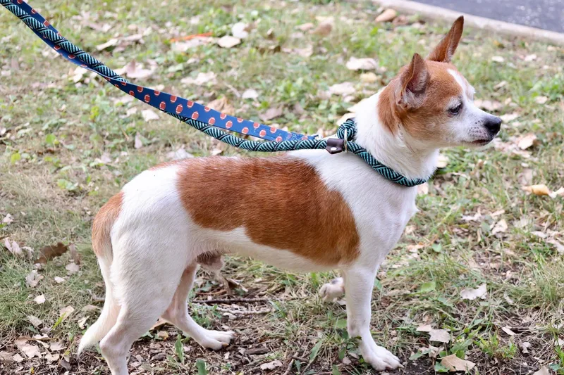A senior small-sized male Chihuahua dog named Jimmy for adoption in Palatine, IL