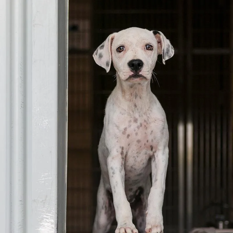 A baby medium-sized female White / Cream Mixed Breed dog named Sabrina for adoption in Bradenton, FL