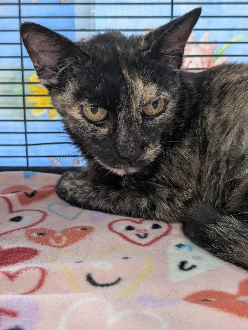 An adult medium-sized female Tortoiseshell Domestic Short Hair cat named Princess Hildie for adoption in Jacksonville, FL