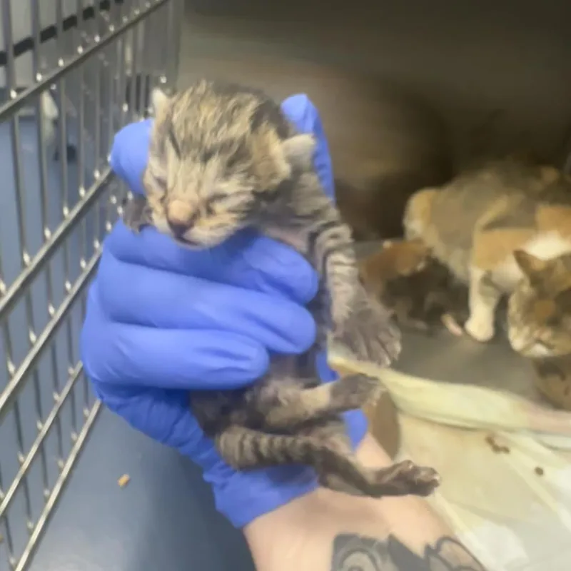 A baby small-sized male Brown / Chocolate Domestic Short Hair cat named Flynn Rider for adoption in Greensboro, NC