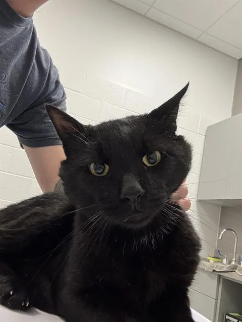 A young small-sized male Domestic Short Hair cat named Rocky for adoption in Indianapolis, IN