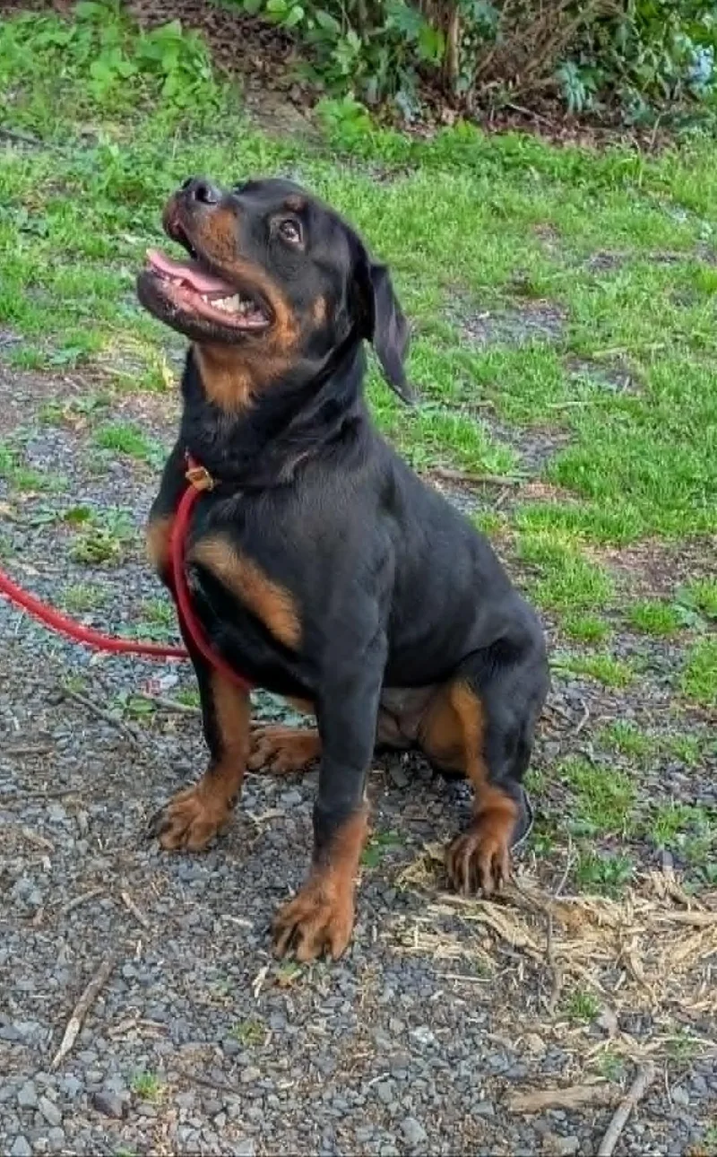 A young large-sized female Rottweiler dog named Diamond for adoption in Patterson, NY