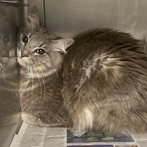 A young medium-sized male Gray / Blue / Silver Domestic Medium Hair cat named Bobo for adoption in Long Beach, CA
