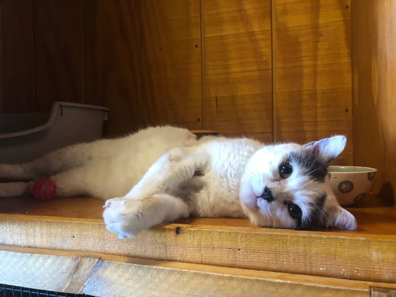 Sidekick thumbnail 2