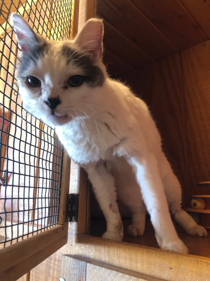 Sidekick thumbnail 3