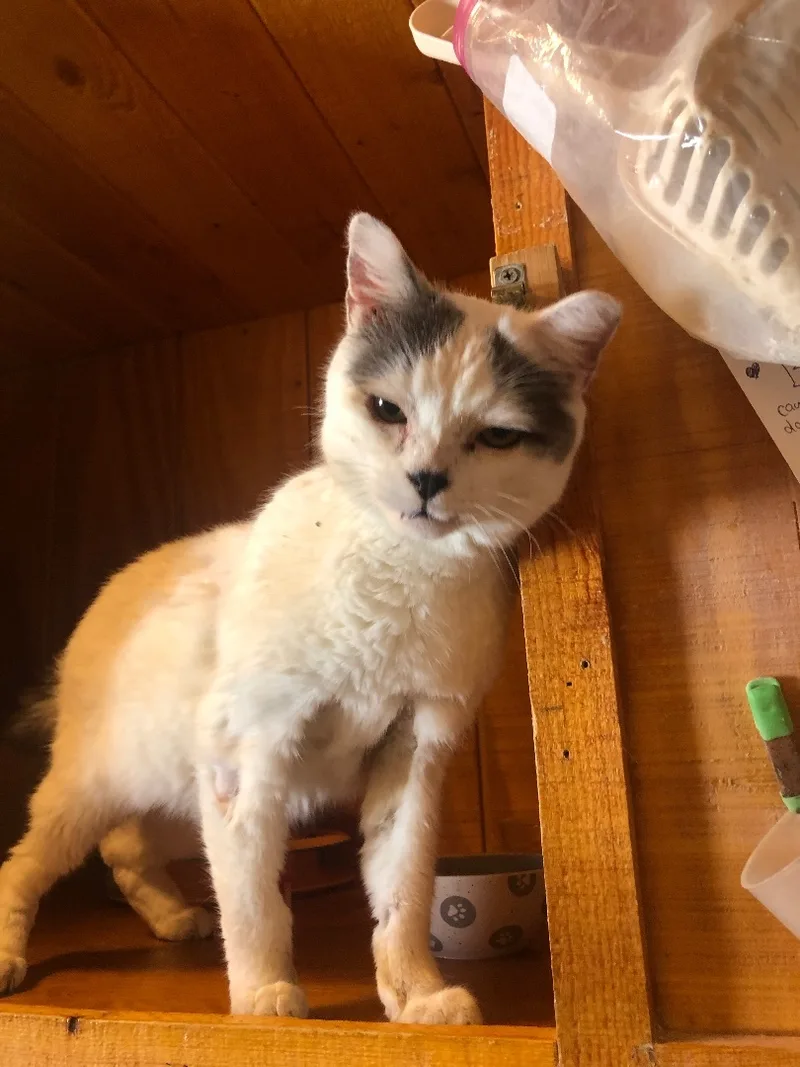 Sidekick thumbnail 4