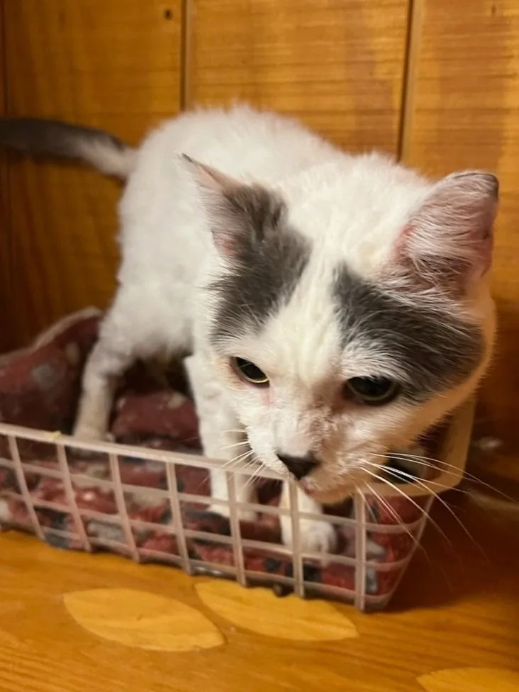 Sidekick thumbnail 5