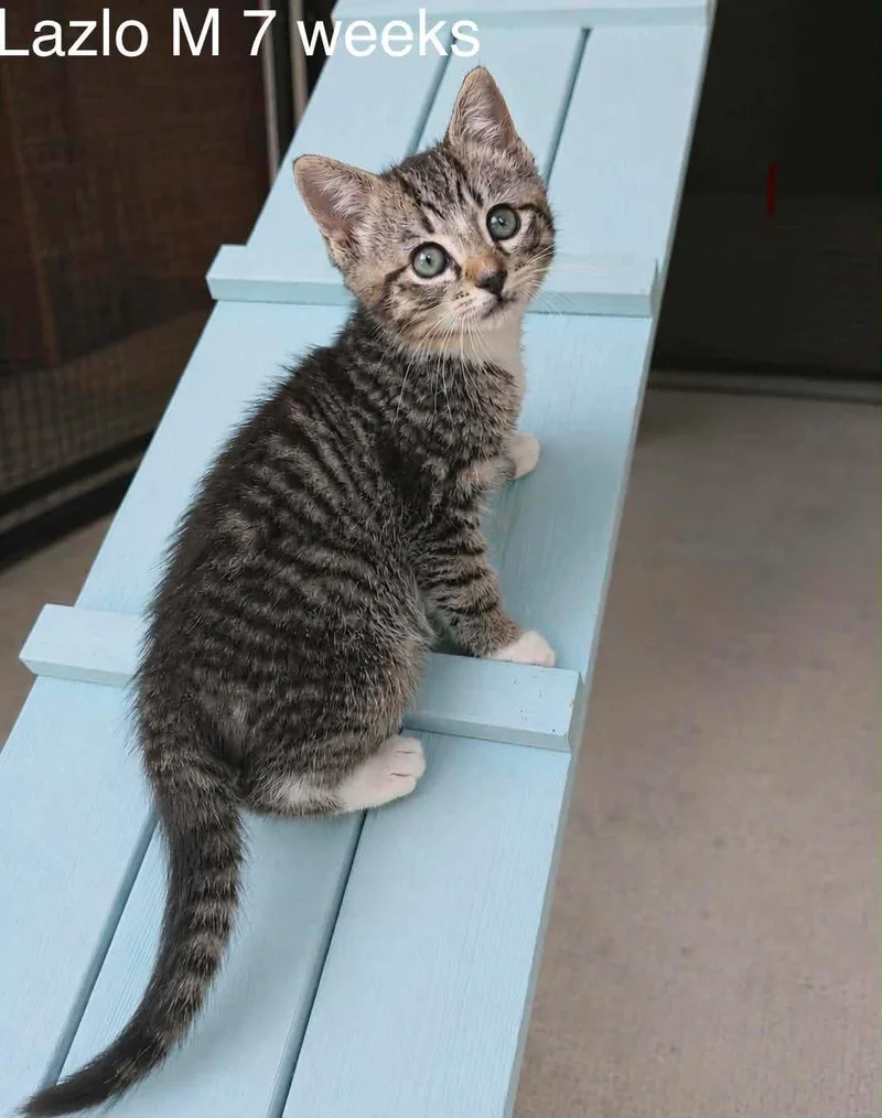 A baby medium-sized male Tabby (Brown / Chocolate) Domestic Short Hair cat named Lazlo for adoption in Fort Payne, AL