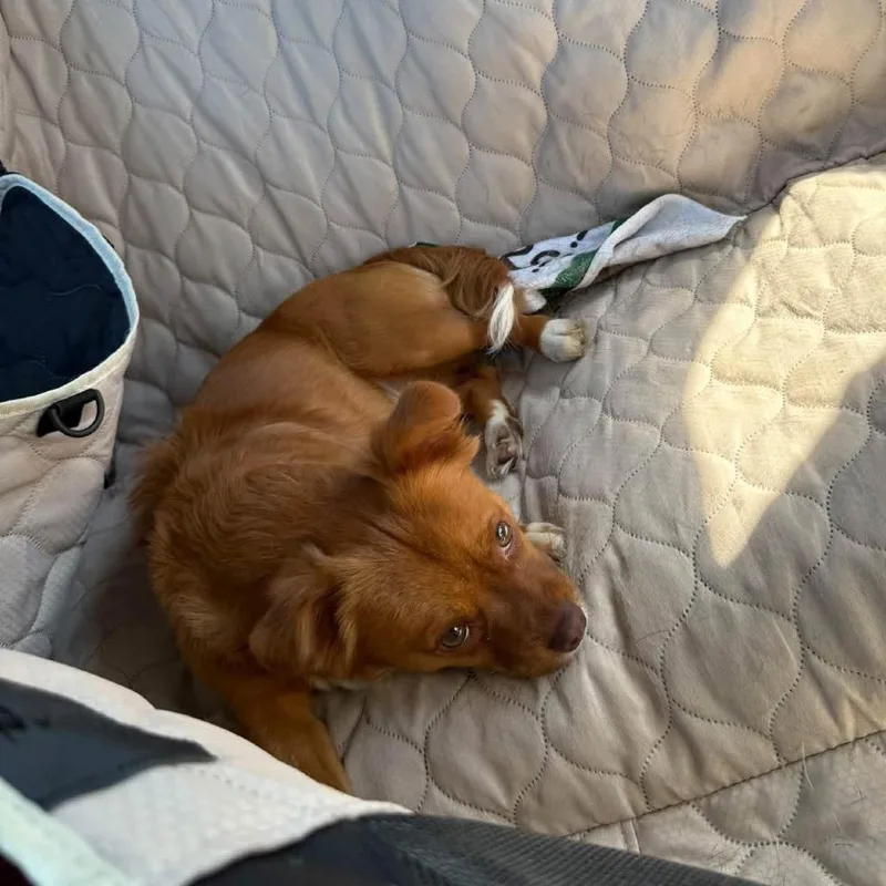 A young small-sized male Red / Chestnut / Orange Pekingese dog named Rocky for adoption in Allen, TX