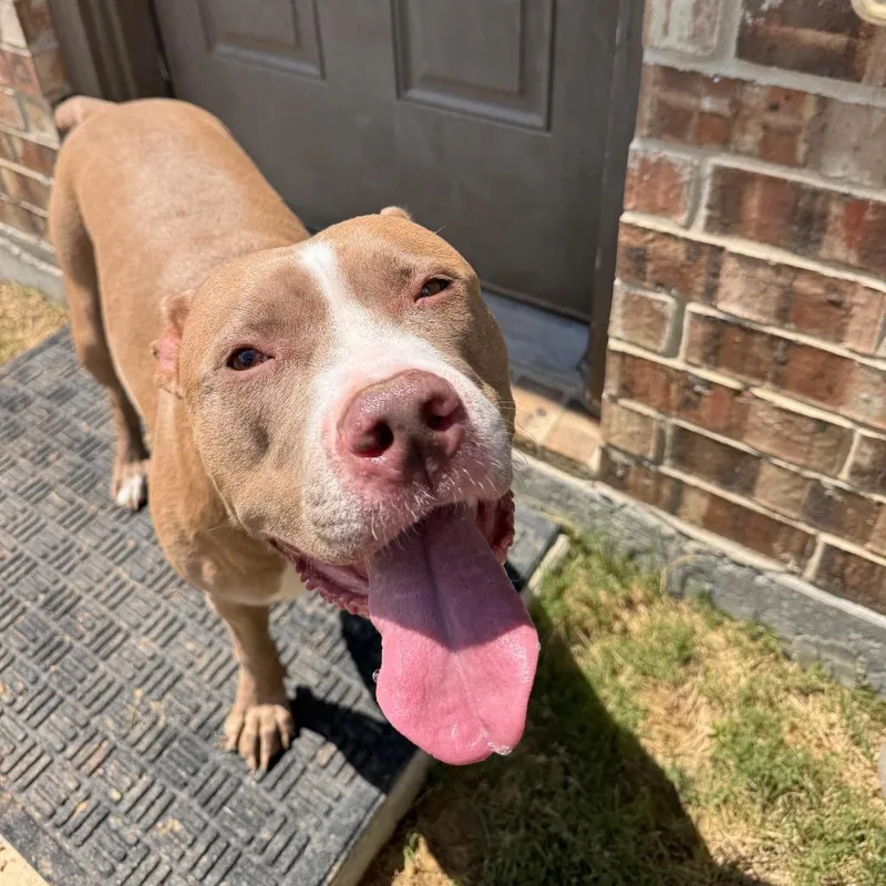 An adult medium-sized female Brown / Chocolate Pit Bull Terrier dog named Sydnee for adoption in Dallas, TX