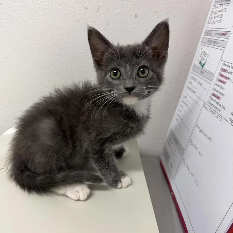 A baby small-sized female White Domestic Short Hair cat named Izzy I for adoption in Edinburg, TX