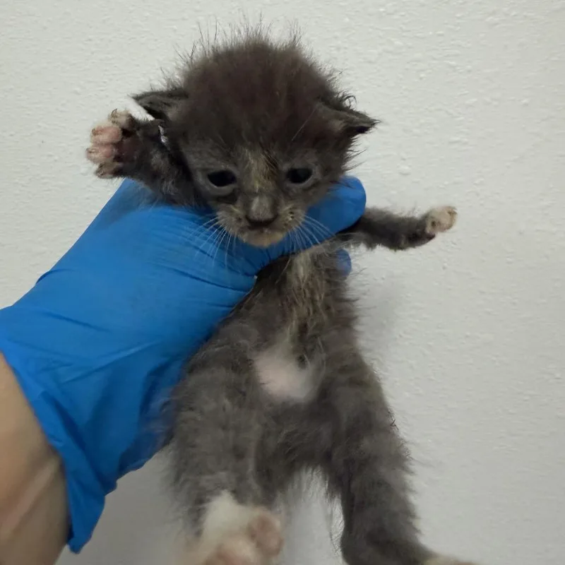 Izzy I thumbnail 2