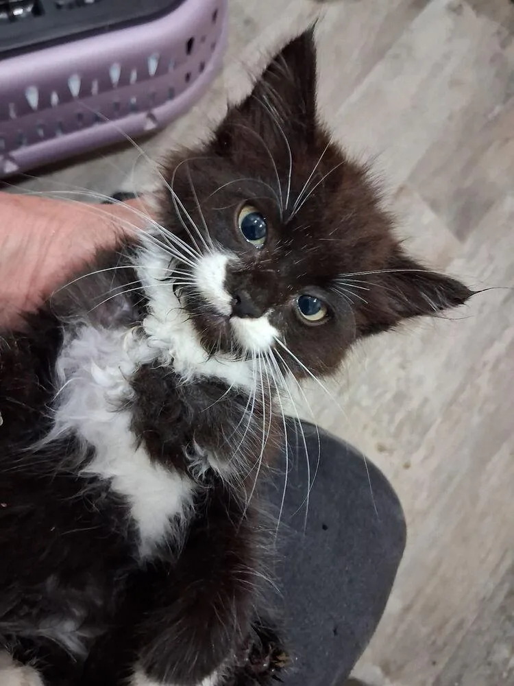 A baby small-sized female Black & White / Tuxedo Domestic Long Hair cat named Charlie Belle for adoption in Dallas, TX