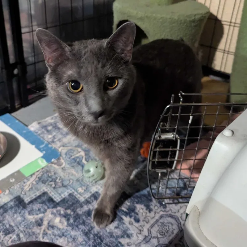 An adult large-sized male Gray / Blue / Silver Domestic Short Hair cat named Rowan for adoption in PITTSBURGH, PA