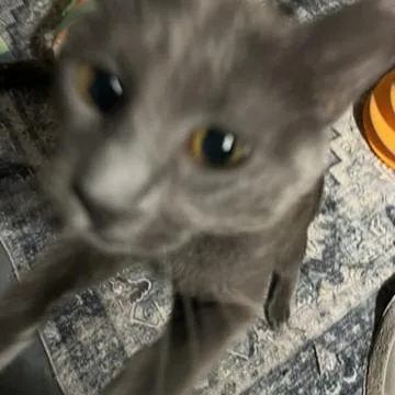 Rowan thumbnail 2