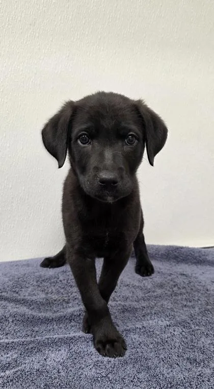 A young medium-sized female Shepherd dog named Ariel for adoption in Phoenix, AZ