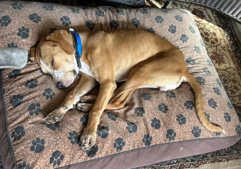 A baby medium-sized male Yellow / Tan / Blond / Fawn Hound dog named Benny for adoption in Marietta, GA