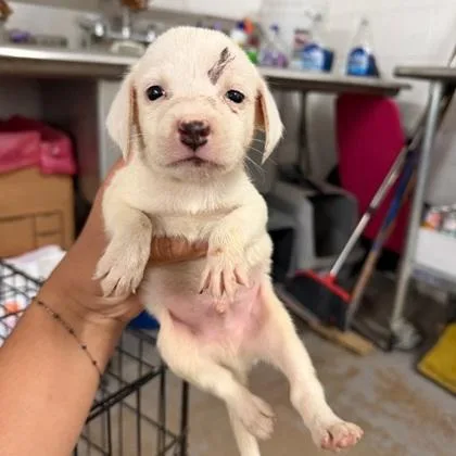A baby medium-sized male Retriever dog named Hank for adoption in Morton Grove, IL