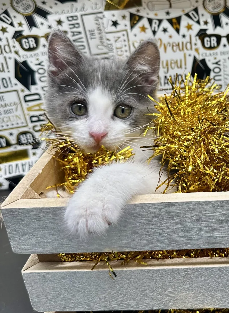 A baby medium-sized female Gray & White Domestic Medium Hair cat named Maisie for adoption in HUNTINGTON BEACH, CA