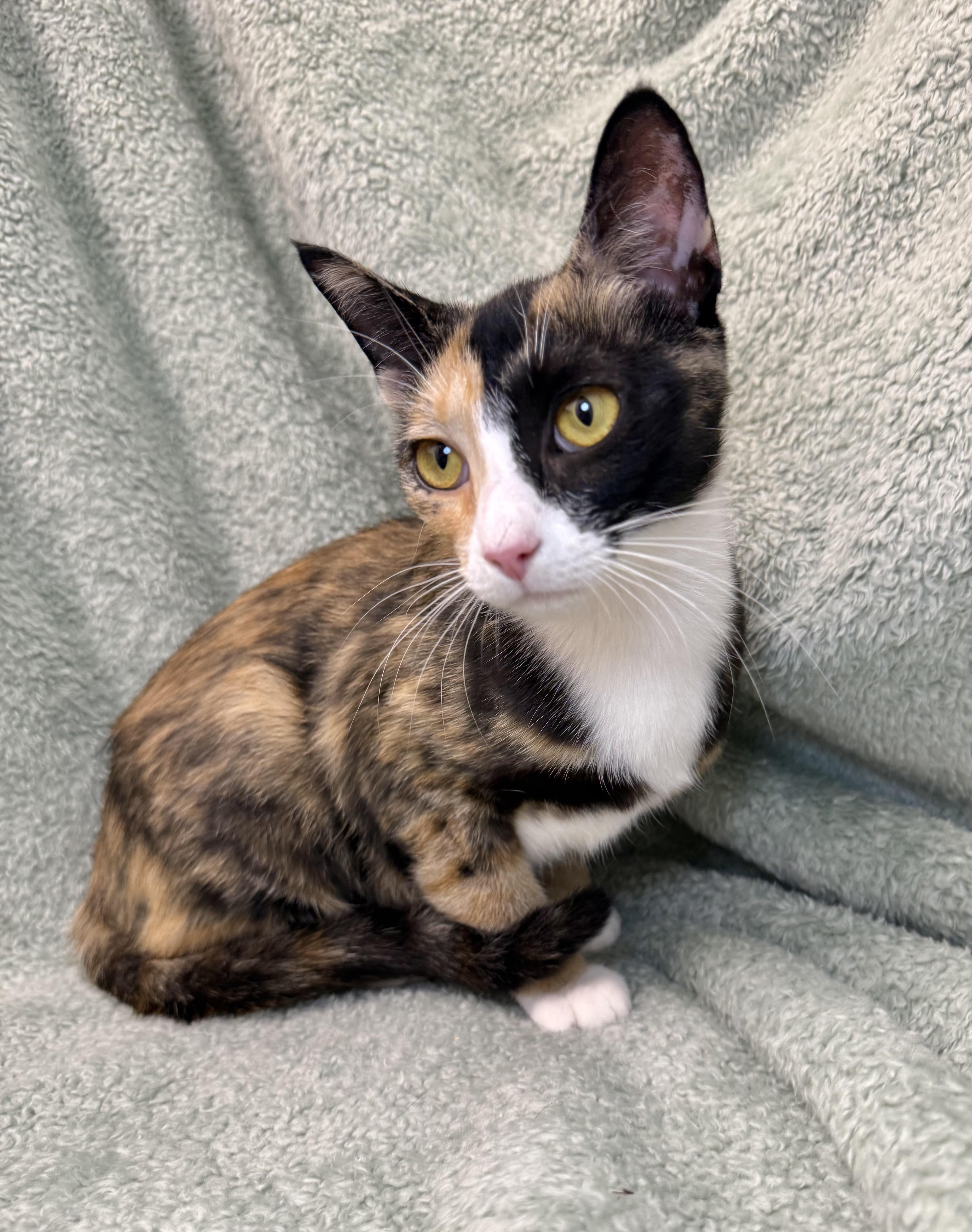 A young medium-sized female Calico Domestic Short Hair cat named Dolly Parton for adoption in Greensboro, NC
