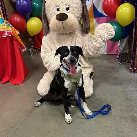 An adult medium-sized male Black Hound dog named Thad  Cat Friendly for adoption in Kirkland, WA