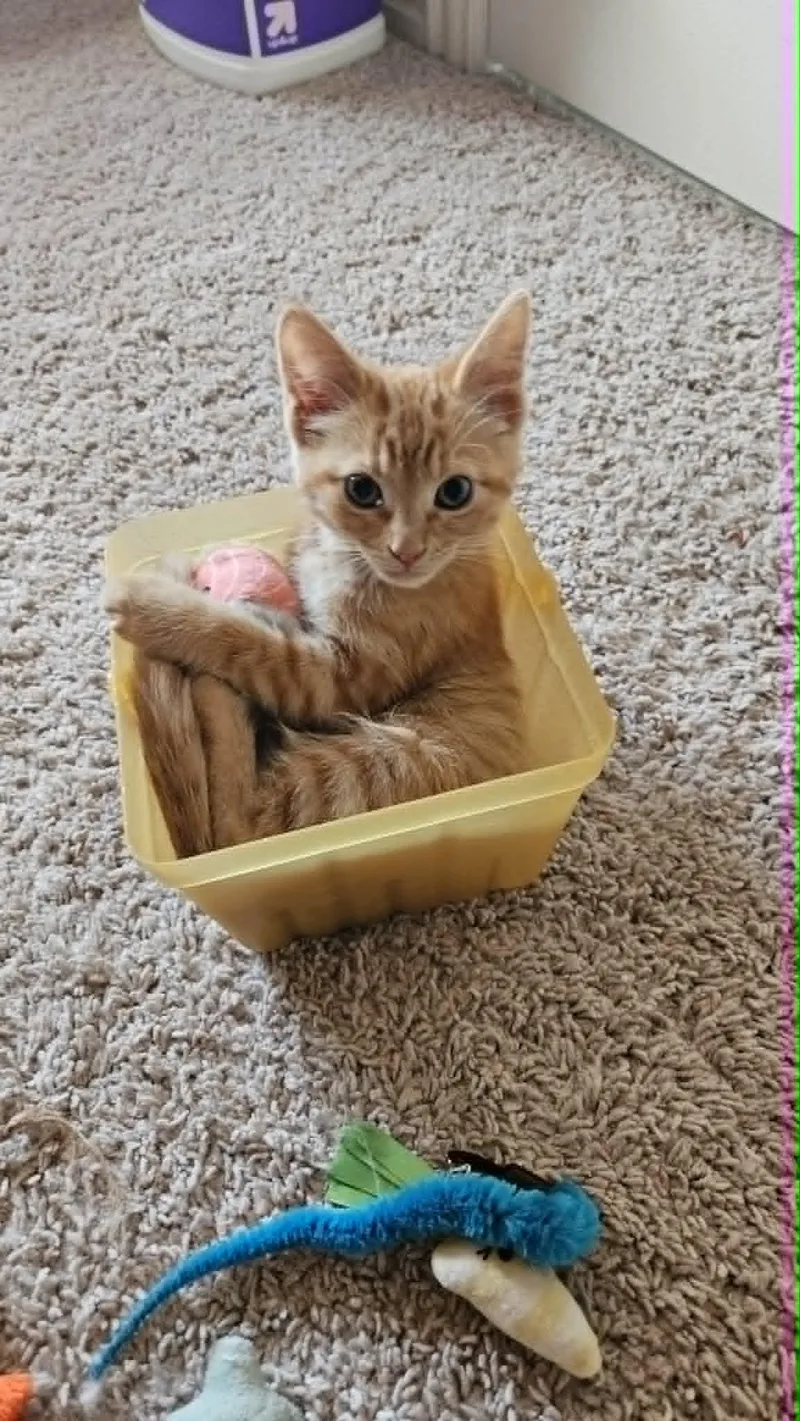 A young medium-sized female Domestic Short Hair cat named Poppy for adoption in Mansfield, TX