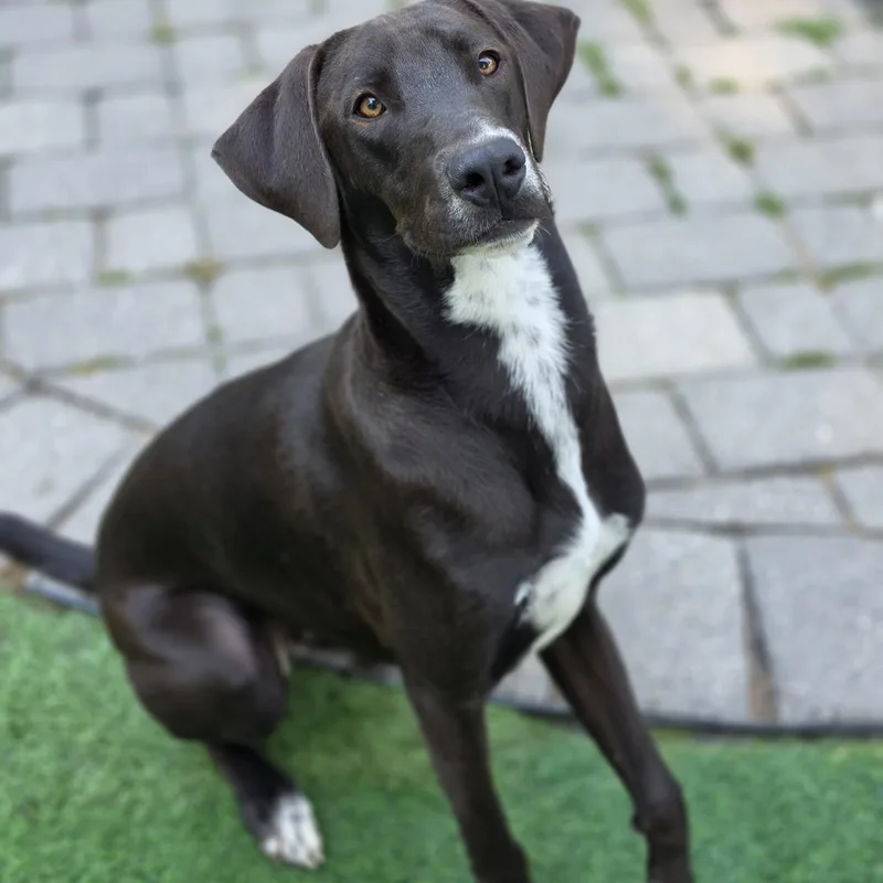 A young large-sized male Labrador Retriever dog named Cogsworth for adoption in Blairstown, NJ