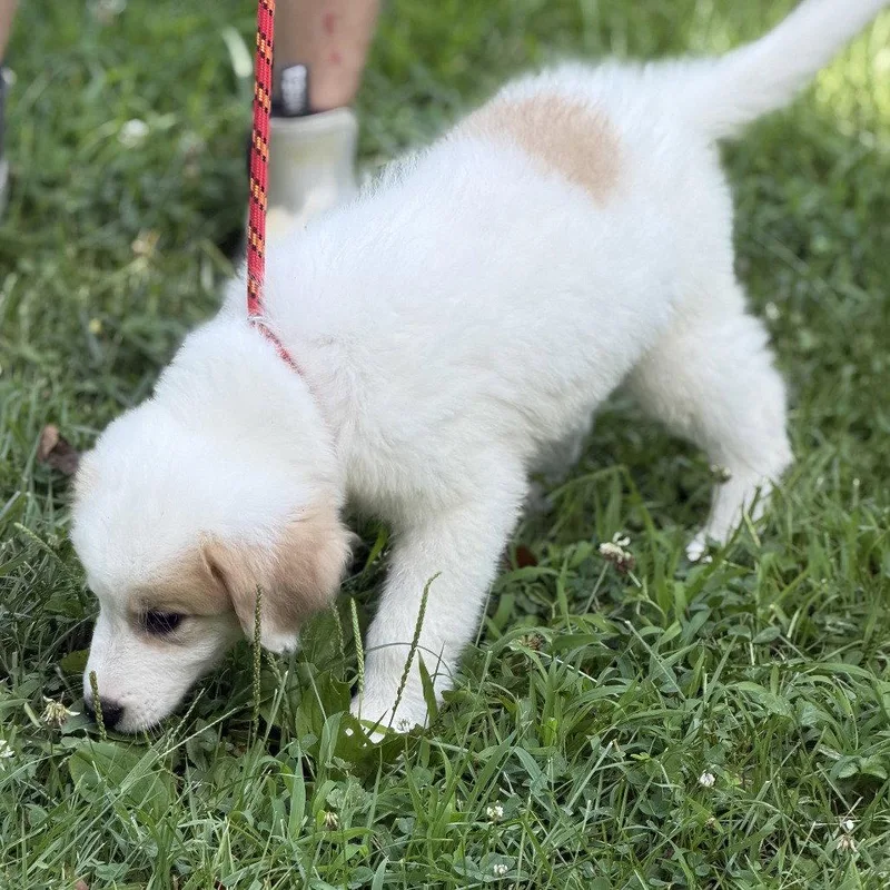 A baby medium-sized female Great Pyrenees dog named Celestria for adoption in Locust Fork, AL