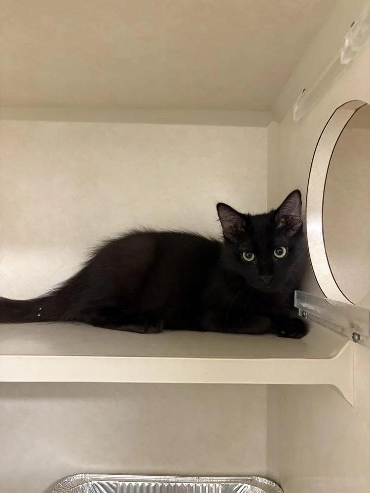 A baby medium-sized male Black Domestic Short Hair cat named Ceviche for adoption in Elmsford, NY