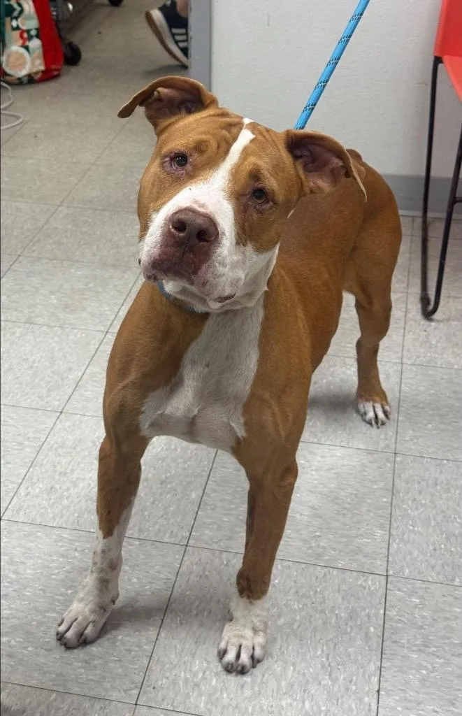 An adult medium-sized male Pit Bull Terrier dog named Red Ranger for adoption in Sorrento, LA