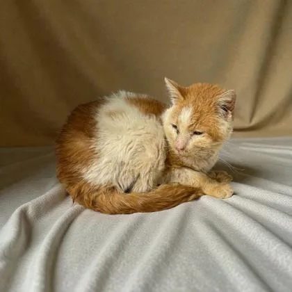 A senior medium-sized male Domestic Short Hair cat named Frasier for adoption in Cumberland, MD