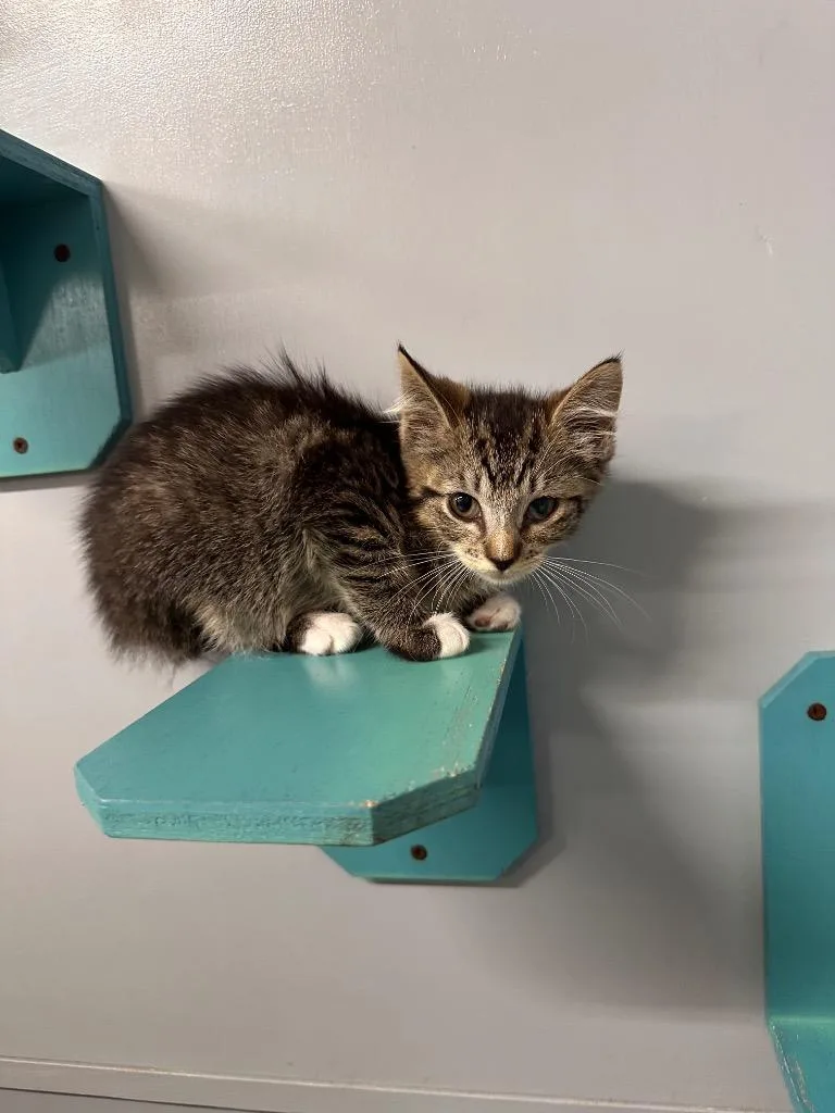 A baby small-sized female Domestic Short Hair cat named Jazmine for adoption in Sidney, NY