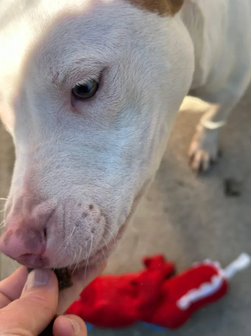 A young medium-sized male White / Cream Pit Bull Terrier dog named Dr Pepper for adoption in Chicago, IL