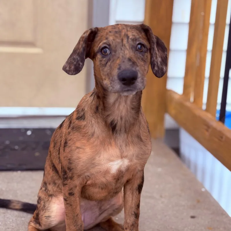 A baby medium-sized female Mixed Breed dog named Zora for adoption in Fenton, MI