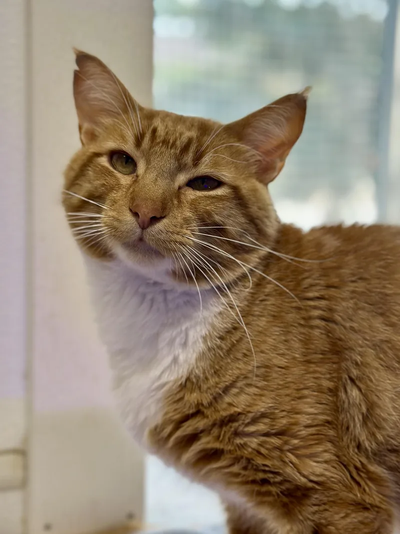 An adult medium-sized male Orange & White Domestic Short Hair cat named SpongeBob for adoption in Faribault, MN