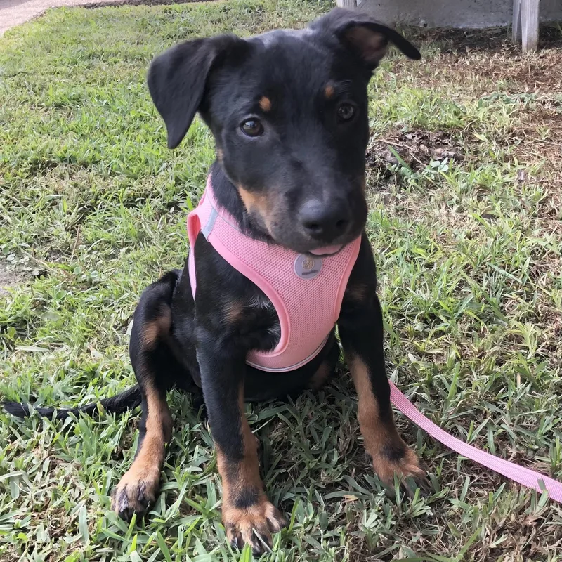 A baby medium-sized female Tricolor (Brown, Black, & White) Shepherd dog named Koda for adoption in Conroe, TX