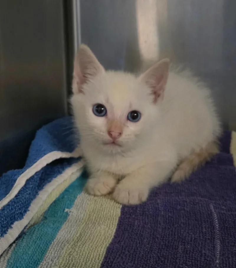 A baby large-sized male Domestic Short Hair cat named Clam for adoption in Ocala, FL