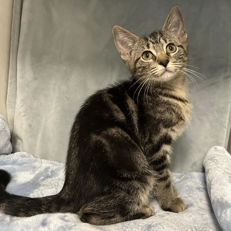 A baby small-sized female Brown / Chocolate Domestic Short Hair cat named Tasha Louisiana for adoption in Denver, CO