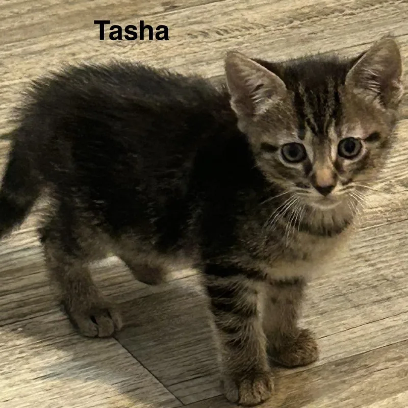 Tasha Louisiana thumbnail 5