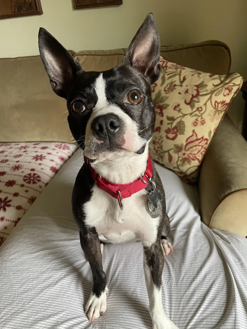A young small-sized male Black Boston Terrier dog named Maverick for adoption in Harrison, NY