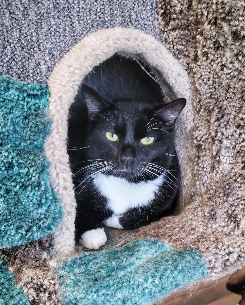 An adult medium-sized male Black & White / Tuxedo Domestic Short Hair cat named Penguin for adoption in Fairfax, VA
