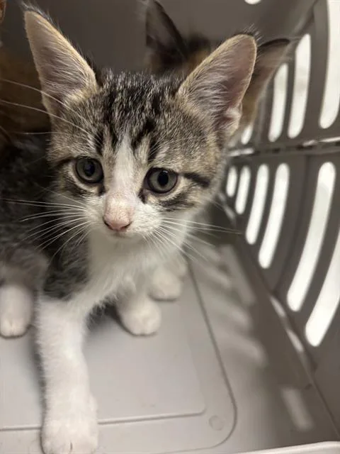 A baby medium-sized female Domestic Short Hair cat named Hunter for adoption in Dallas, TX