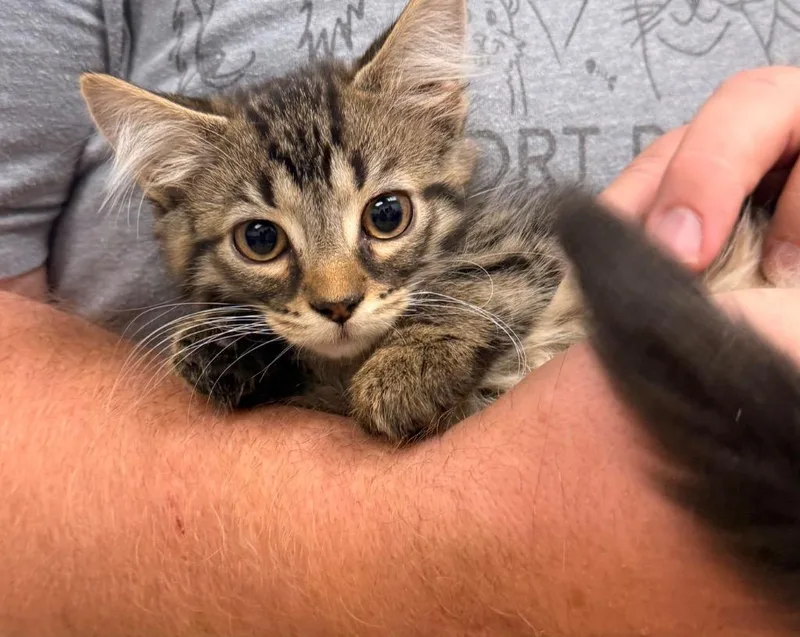 A baby small-sized male Domestic Long Hair cat named Cannoli for adoption in Defiance, OH
