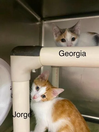 Georgia