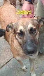 An adult large-sized male Tricolor (Brown, Black, & White) Shepherd dog named Yatziry for adoption in San Francisco, CA