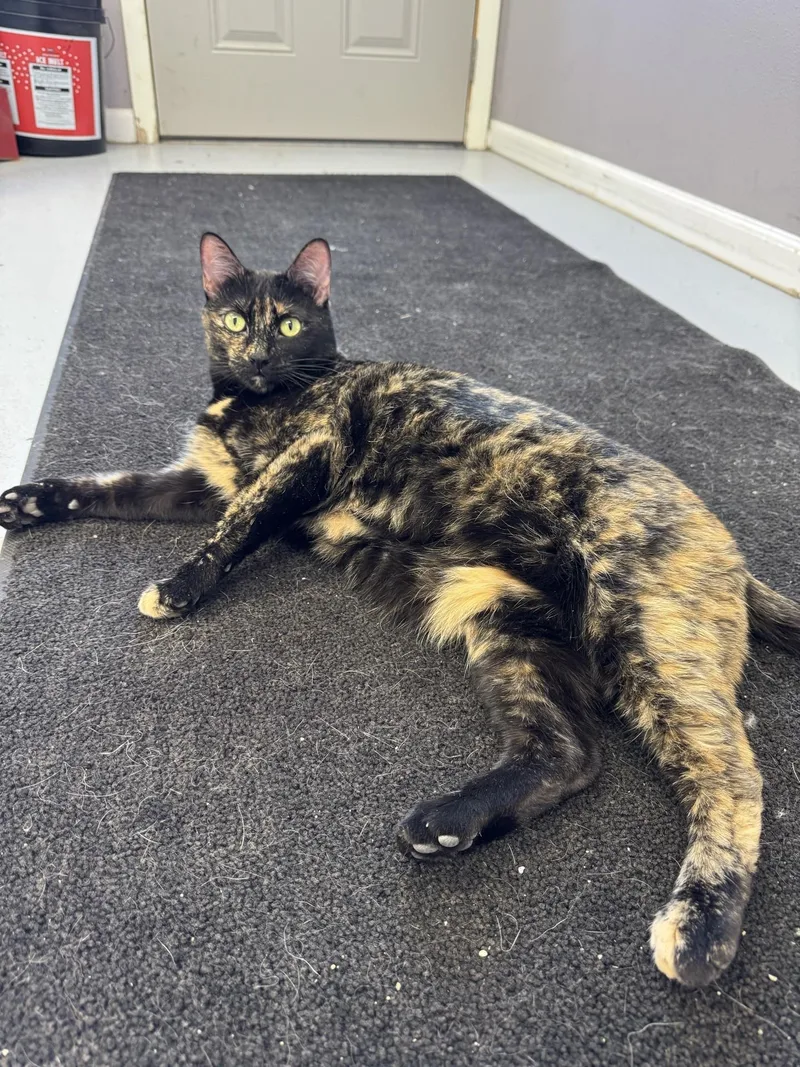 An adult medium-sized female Tortoiseshell Tortoiseshell cat named Jasmine for adoption in Morris, MN