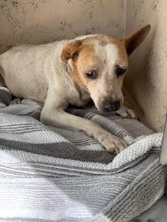 A senior medium-sized female Terrier dog named Amelia for adoption in Honolulu, HI