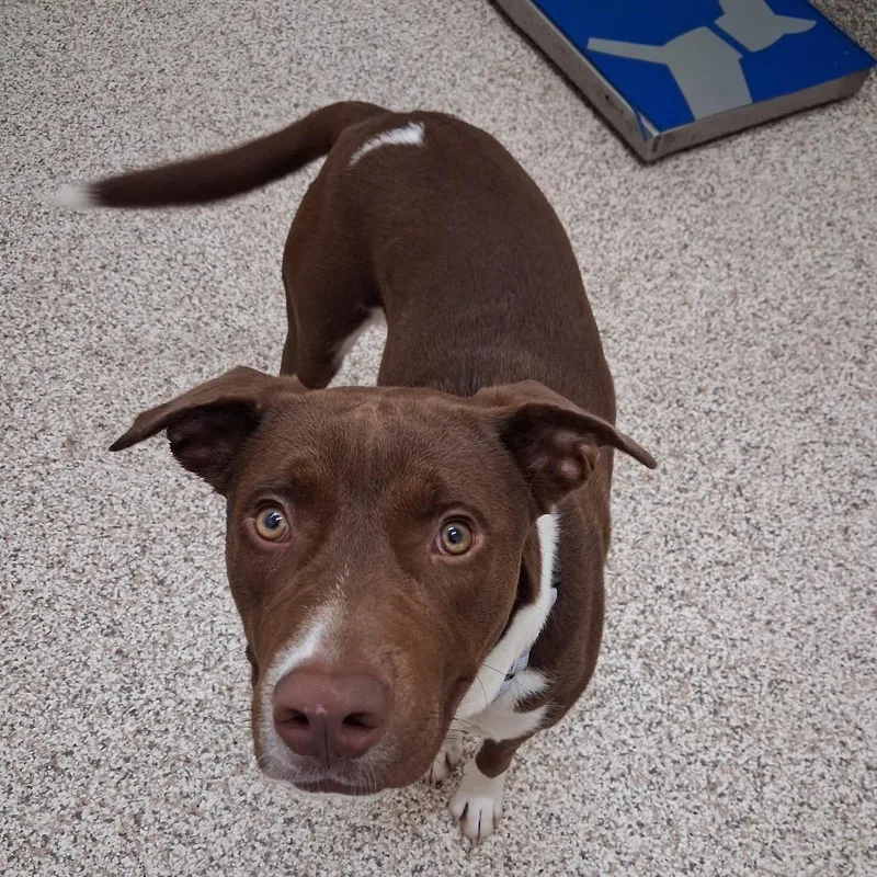 A young large-sized male Brown / Chocolate Mixed Breed dog named Bison for adoption in Auburn, AL